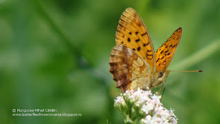 Brenthis daphne DSC140796