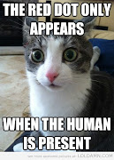 Friday FunniesThings that Jack the cat does (funny sudden clarity cat meme)