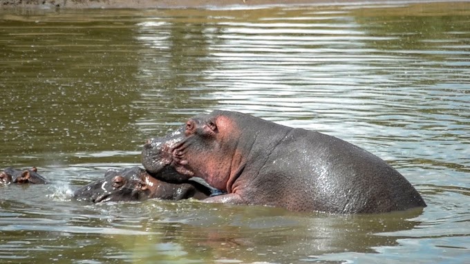 Reprodução dos Hipopótamos