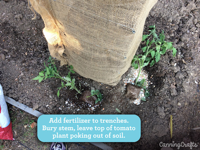 Trench Planting Tomatoes