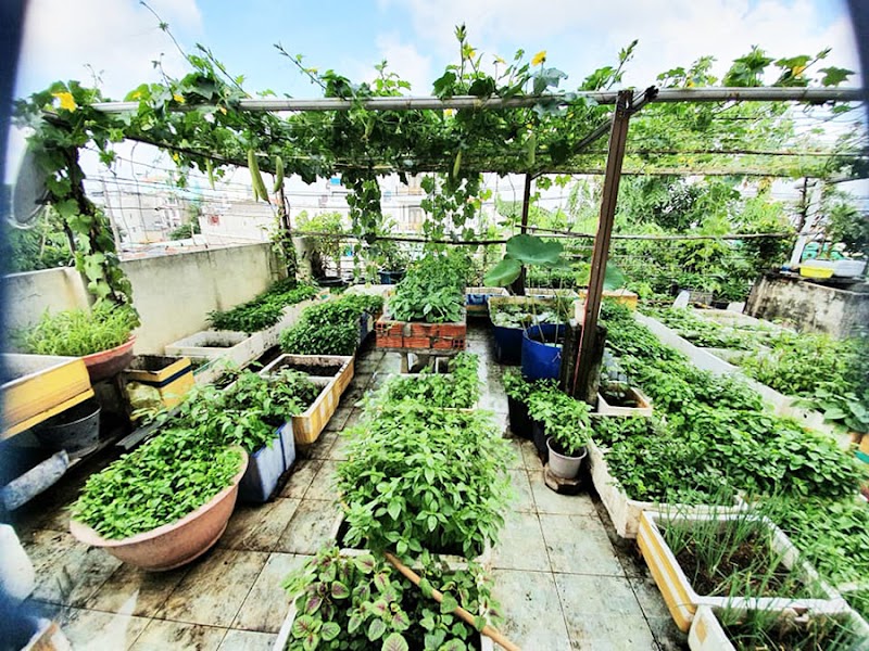 Tròn mắt với “vườn rau, ao cá” trên sân thượng 70m2 của vợ chồng ở TP.HCM