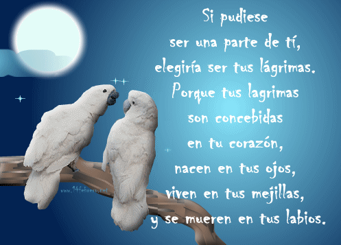 cotorras LAGRIMAS