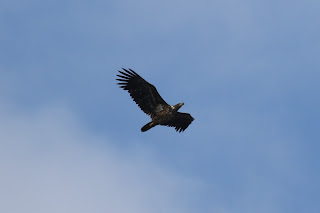 Immature White-tailed Eagle