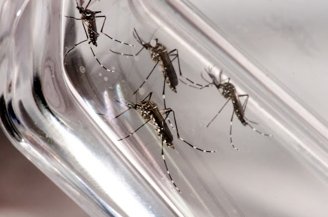 Com o risco de um surto de dengue, Executivo do Município de Roncador decreta Situação de Emergência