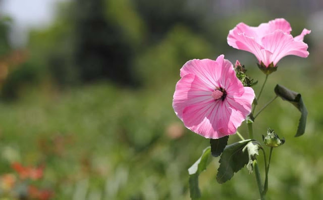 Annual Mallow Flowers Pictures