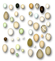 Bird Egg Replicas