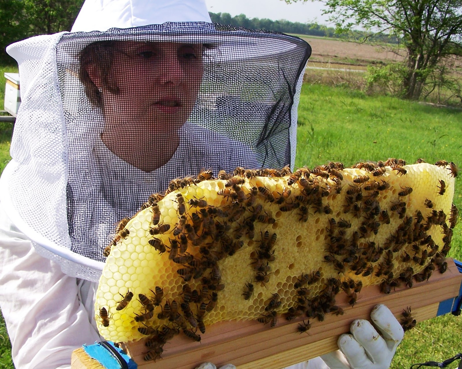  hives in africa are bee hives without the full frames used in modern