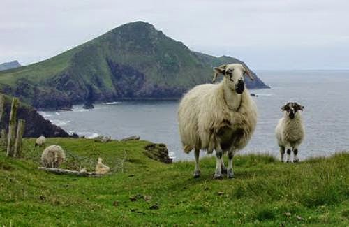 Encontros Cursos Irlanda Bolo Paranapipoca Wiccanique E Outros Bichos