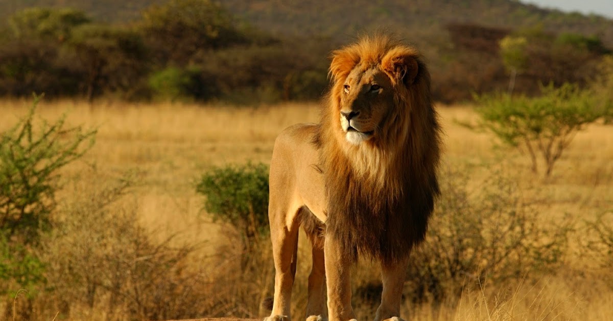 Gambar Singa