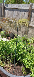 Raised garden bed with nylon mesh over it, held up by bamboo poles.