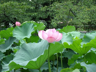 lotus flower