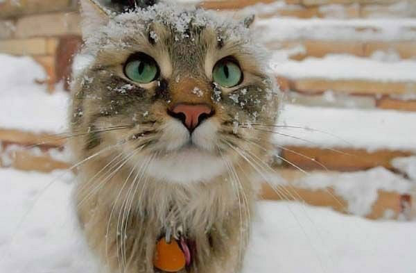 animals in snow, adorable animals in snow, animals playing in the snow, wonderful pictures of animals