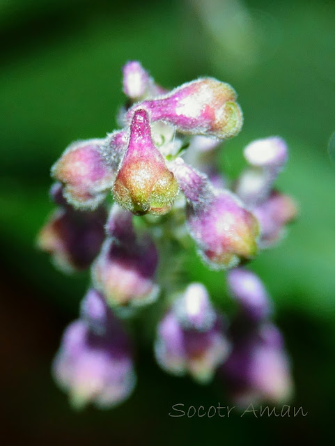 Aconitum fudjisanense