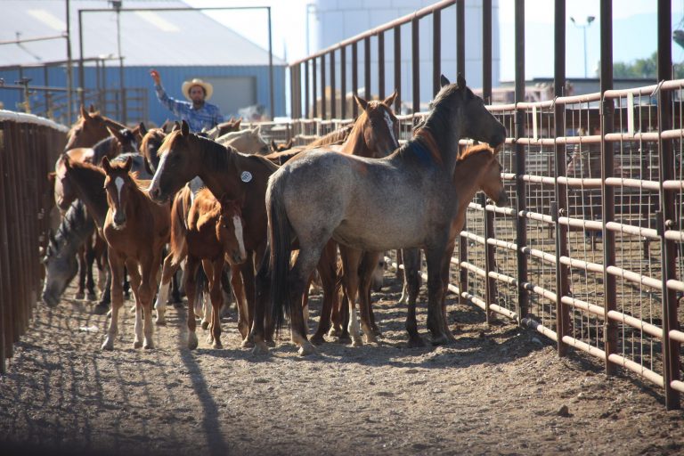 Federal Agency Votes To Slaughter 44,000 Of The 67,000 Wild Horses In The U.S.