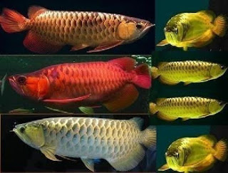 Dragon Fish Arowana Beauty