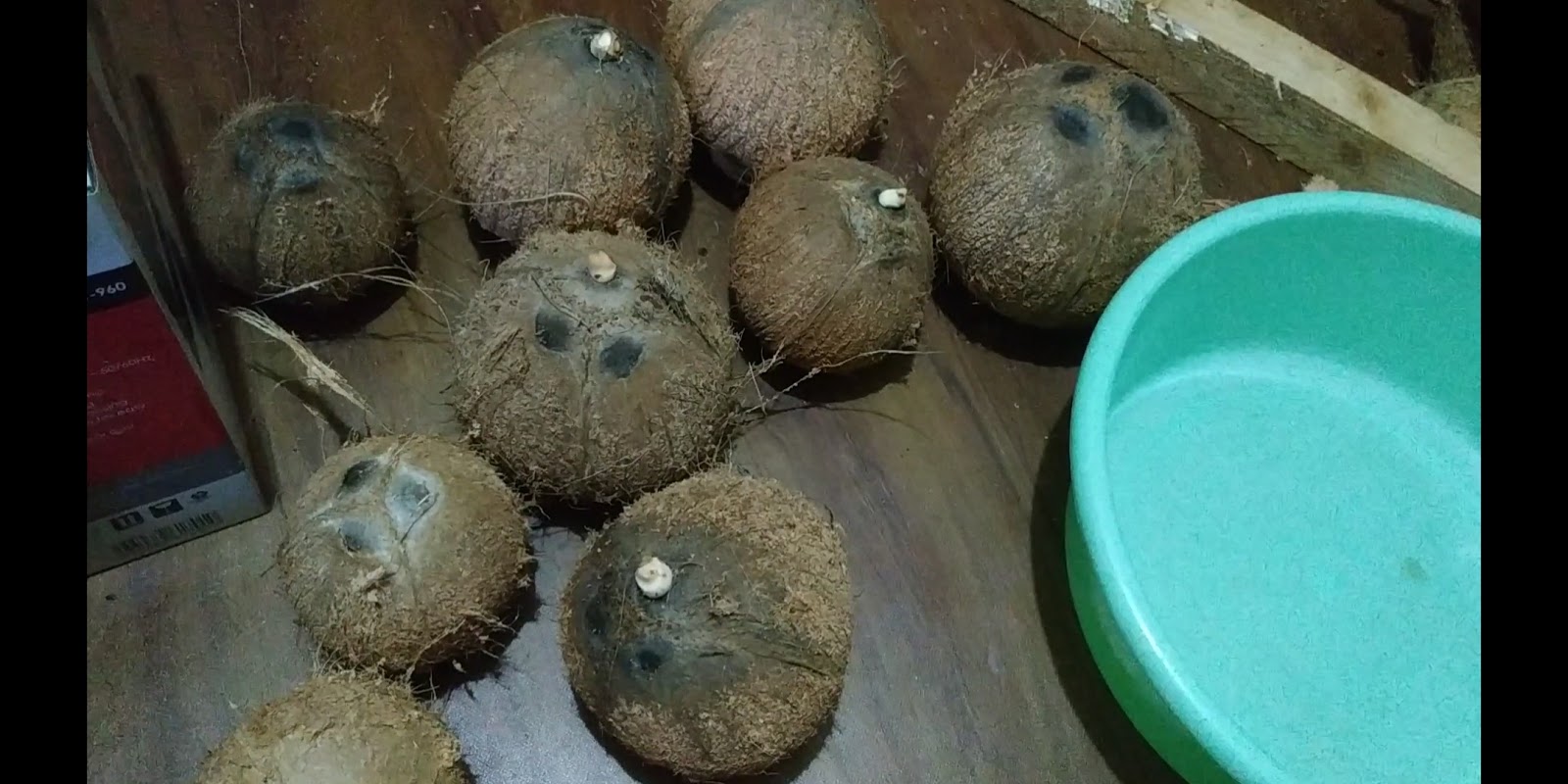  Manfaat  minyak kelapa  dan cara cara pembuatannya 