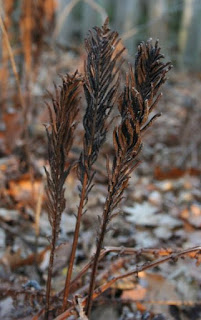 A cluster of brown fertile fronds of ostrich fern. Their shapes resemble ostrich feathers.