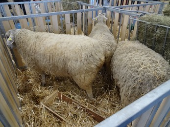 2018.02.25-012 moutons Boulonnais