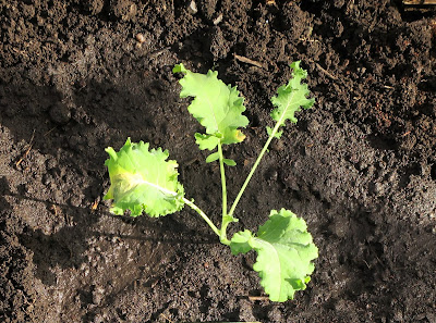 Brussels Sprouts Plant