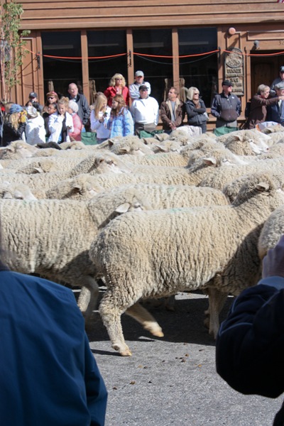 Trailing of the Sheep Festival