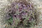 Sedum Plum Perfection - Plum Perfection Stonecrop care