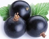 blackcurrant
