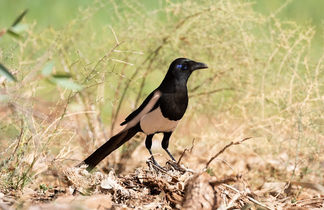 Maghreb Magpie - Marrakech, Morocco