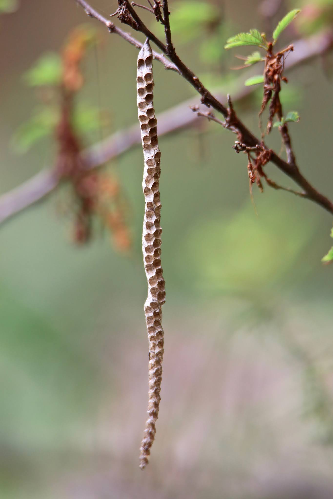 Small brown paper wasp nest high resolution free