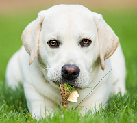curing demodex mange