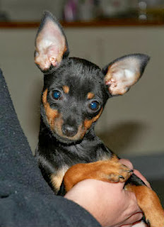 cachorros-pequenos-pinscher