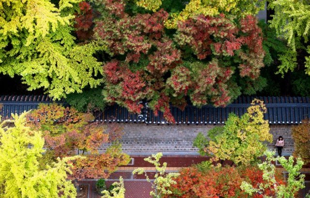 warna musim gugurnya di sepanjang Istana Deoksu