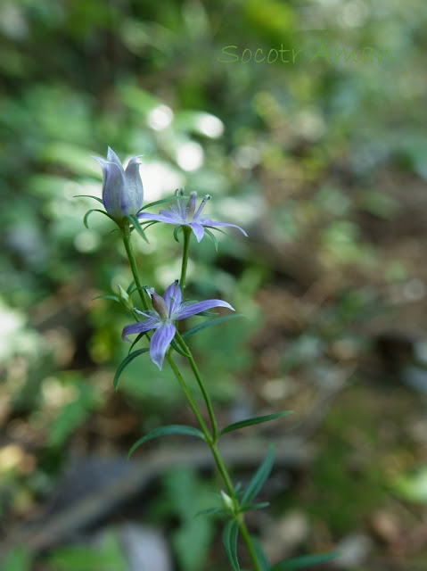Swertia pseudochinensis