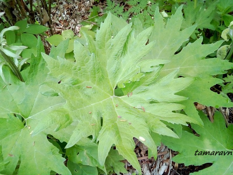 Белокопытник Татеваки (Petasites tatewakianus)