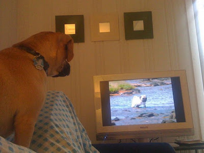 Pets watching TV Seen On www.coolpicturegallery.us