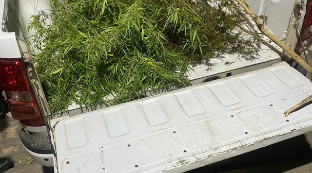 Polícia Militar prende casal que plantava maconha no quintal de casa no sertão da Paraíba
