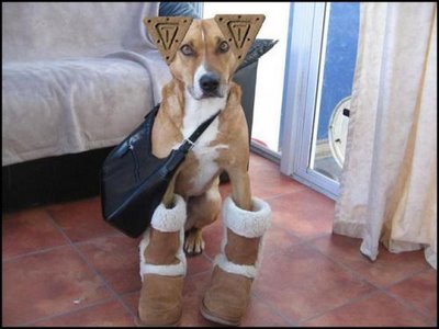 Funny Animals funny pictures of animals. Funny Animals