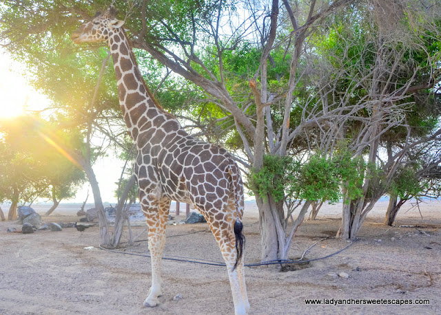 giraffe in Sir Bani Yas