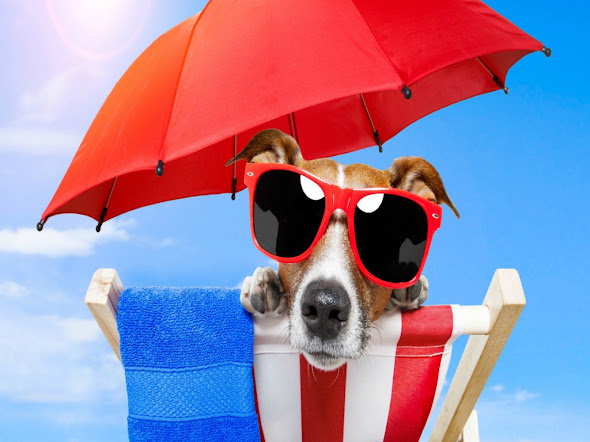 besplatne pozadine za desktop 1024x768 free download životinje priroda pas plaža more suncobran ležaljka sunčane naočale ljeto