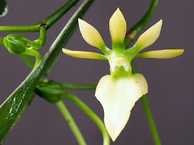 Neobathiea grandidierana orchid plant care and culture