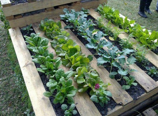 My First Garden: Breaking out of the Plastic Container: Creative and 