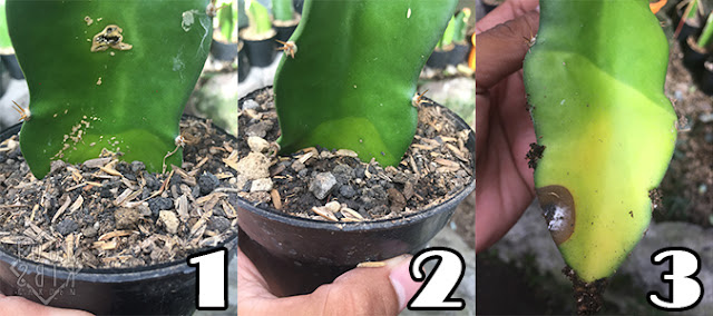 Tips Mengatasi Kaktus Grafting yang Busuk