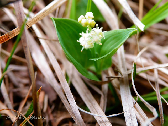 Maianthemum dilatatum