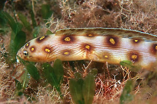 Barred Snake Eel