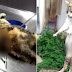 Καρδίτσα: 1 χρόνο φυλακή και 5.000 ευρώ στο 60χρονο που σούβλισε γάτα με ψαροντούφεκο
