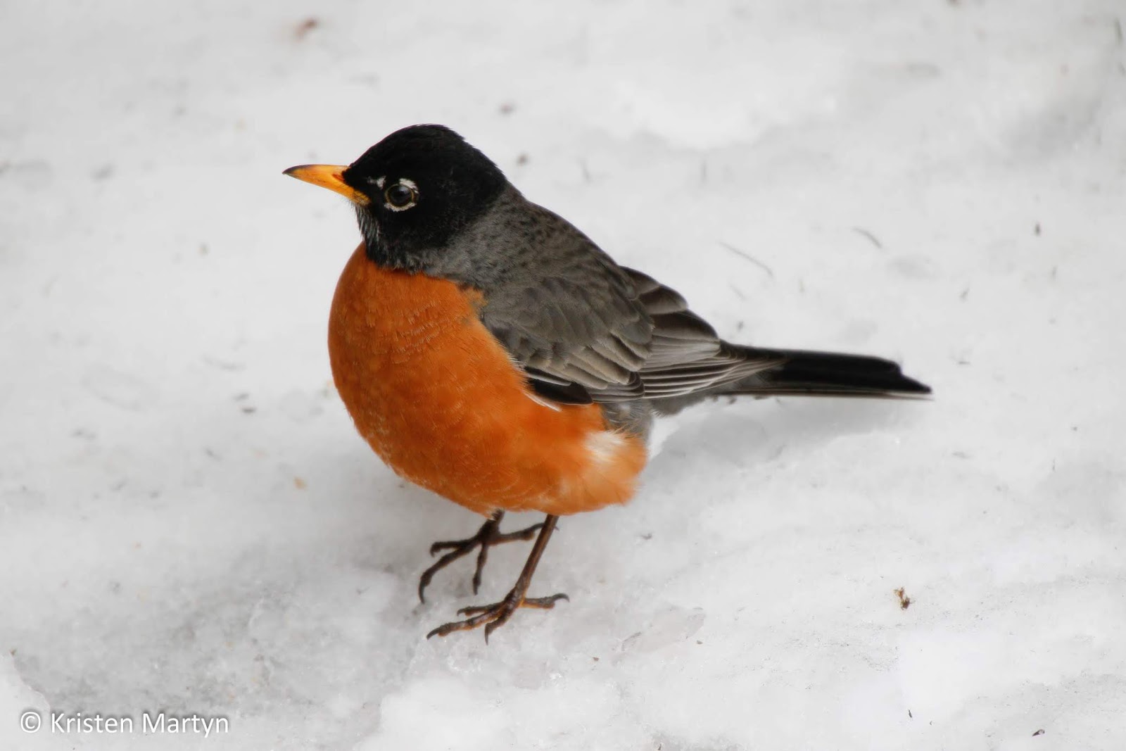How Birds Survive in Winter Weather