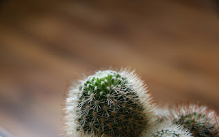 Little Cactus HD Wallpaper 1920x1200