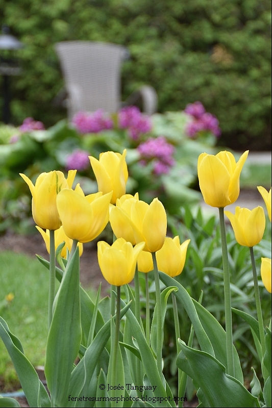 tulipes jaunes