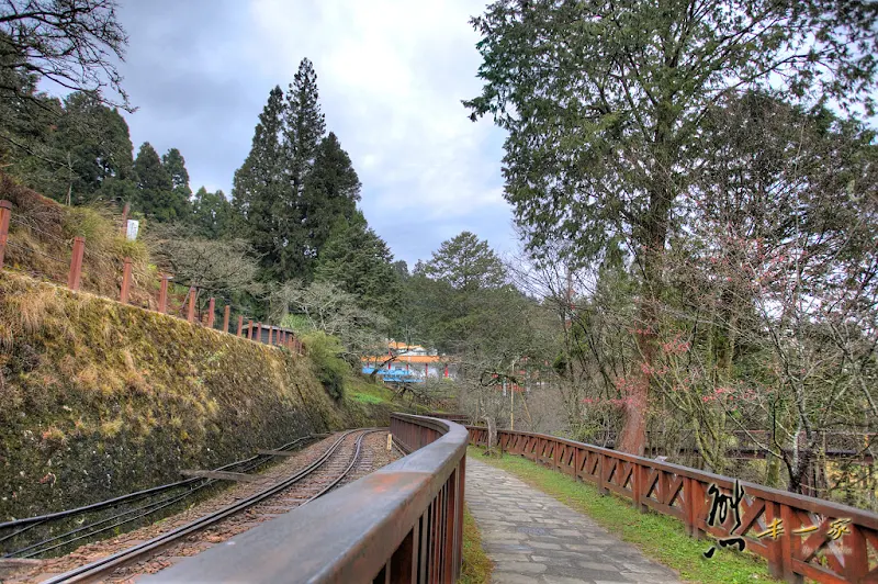 阿里山國家森林遊樂區櫻花季｜阿里山櫻王