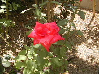 rose, La Ceiba, Honduras