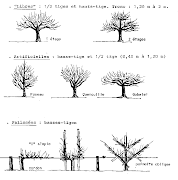 formes de fruitiers (formes)